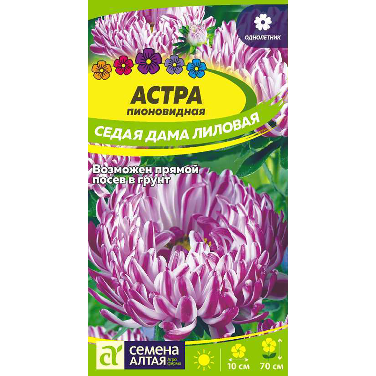 Астра Седая Дама