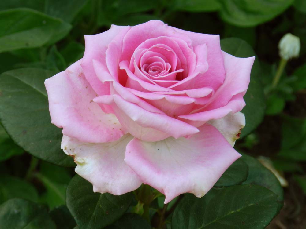 Сорт розы аква фото и описание