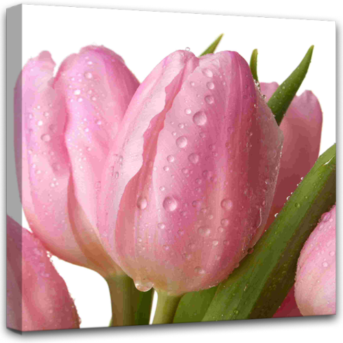 Канвасы Pink Tulip 60X60 ST007