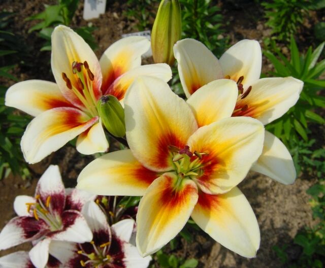 Тинос Лилии Азиатские гибриды (Lilium asiatic hybrid). Декоративноцветущие луков