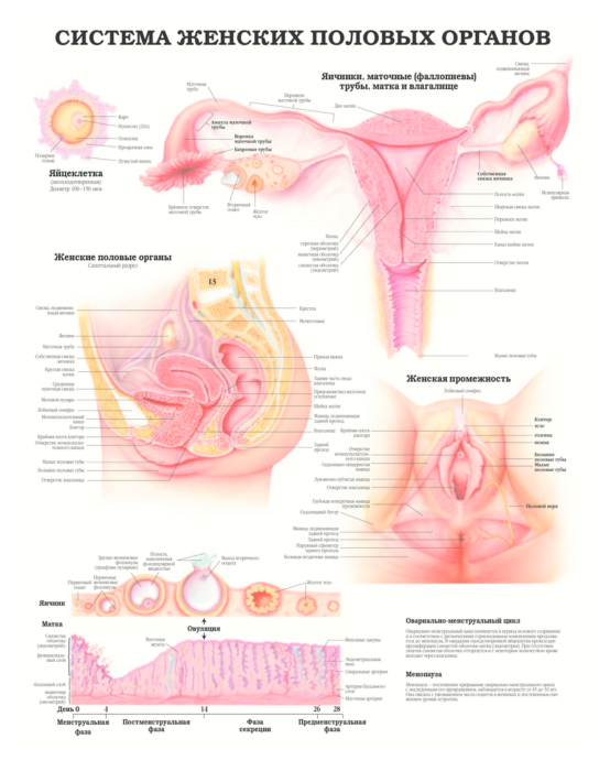 Строение женской репродуктивной системы и таза: иллюстрации с надписями | e-Anatomy