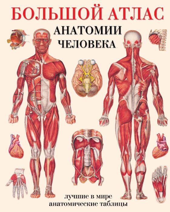 Махиянова Е. Б.: Большой атлас анатомии человека: купить книгу по ...
