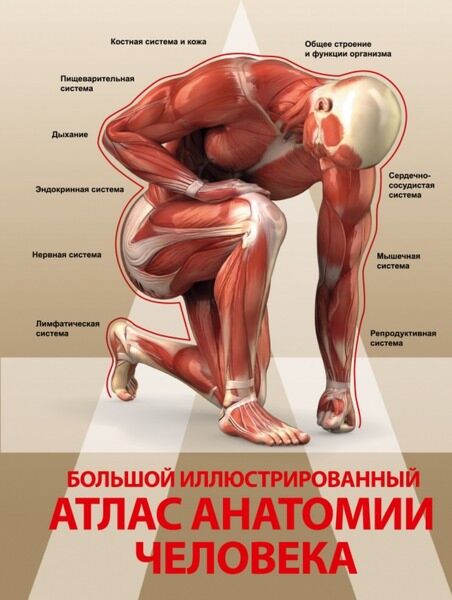 Большой Иллюстрированный Атлас Анатомии Человека: Купить Книгу По.