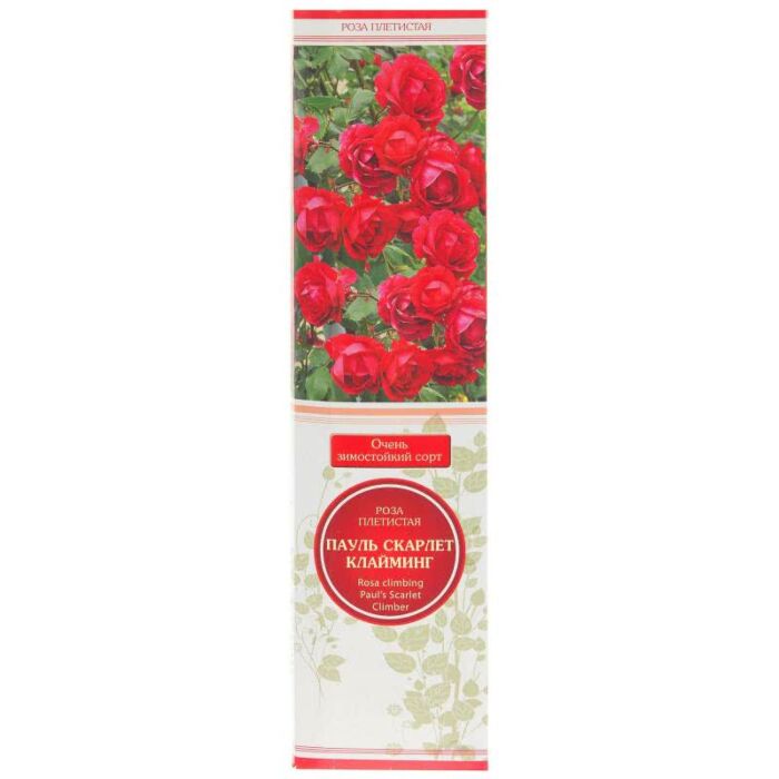 Саженцы плетистой розы Пол Скарлет (Paul's Scarlet) купить в Москве и Подмосковь