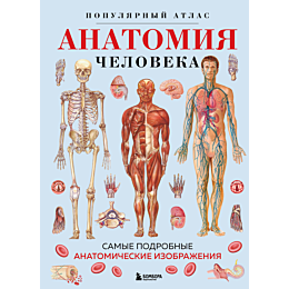 anatomiya_cheloveka_populyarny_1