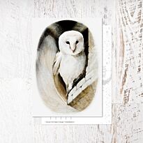 Открытка "Barn Owl"