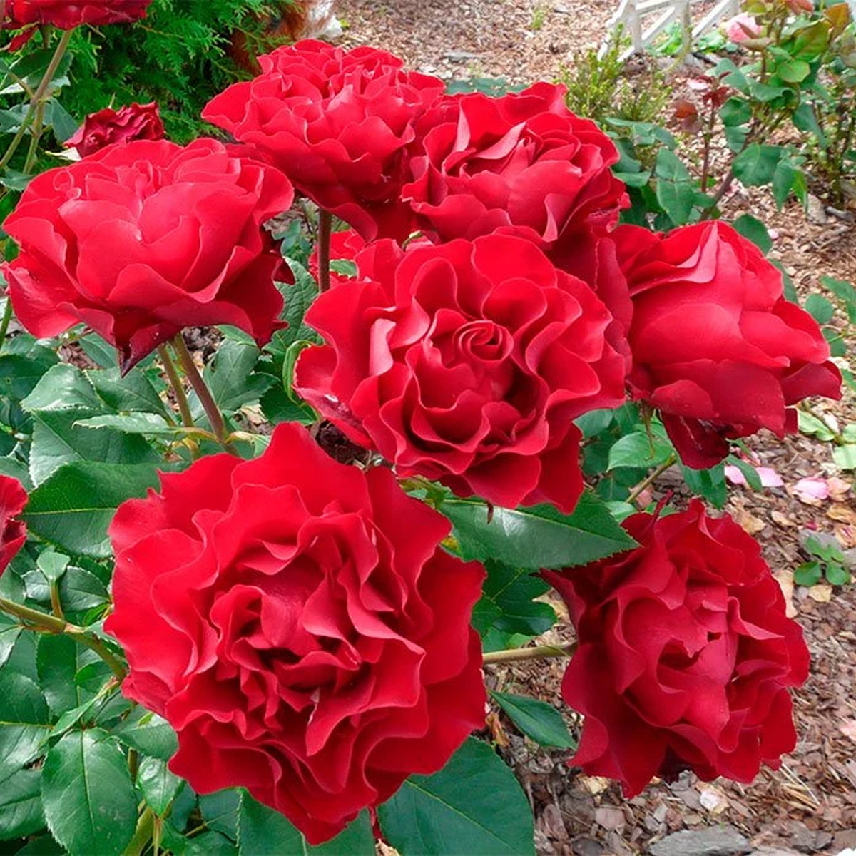 Питомник роз Ольга розы на весну 2023